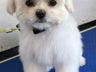 Small Dogs – Castle Hill