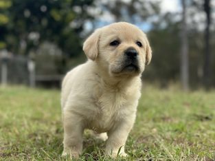 Labrador Retriever – Maudsland