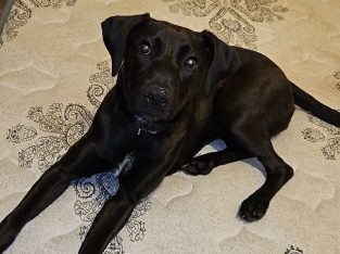 German Shorthaired Pointer – Melton West