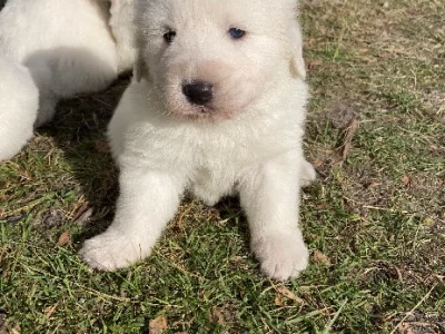 Maremma Sheepdog – Stowport