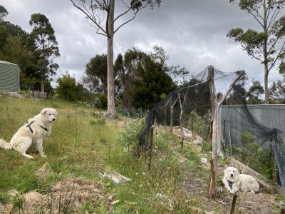 Maremma Sheepdog – Stowport