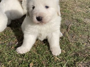 Maremma Sheepdog – Stowport
