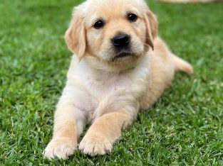 Golden Retriever – Mildura