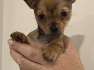 Dogs – Logan Reserve