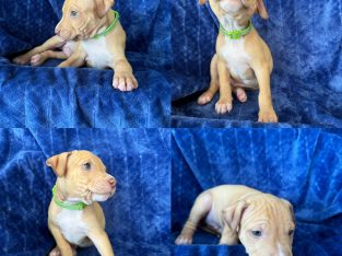 American Staffordshire Bull Terrier – Woodford