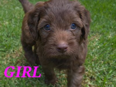 Cavoodle – Belmore