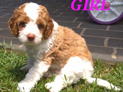 Cavoodle – Belmore
