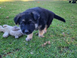 Dogs – Narre Warren North