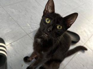 Other Cats – Penshurst