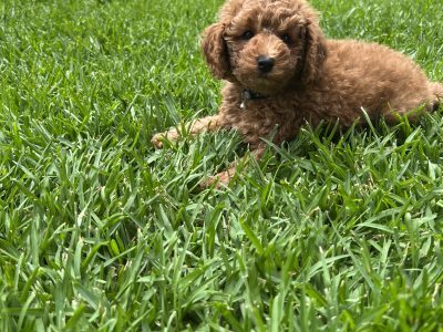 Toy Poodle pup – one boy left