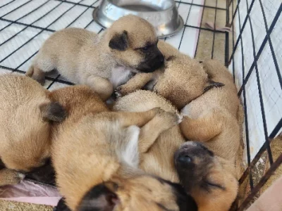 Chihuahua – Rockhampton City