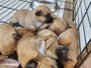 Chihuahua – Rockhampton City