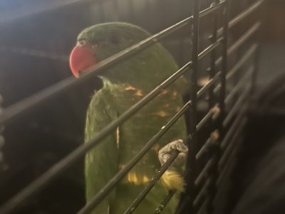 Lorikeets – South Wentworthville