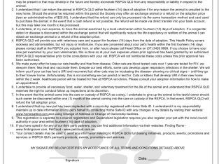 Domestic Medium Hair (DMH) – Shelly