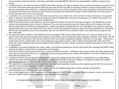 Domestic Medium Hair (DMH) – Shelly