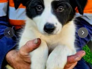 Border Collie – Lowood