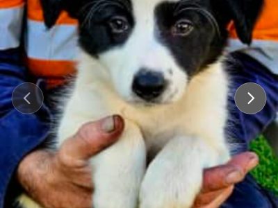 Border Collie – Lowood