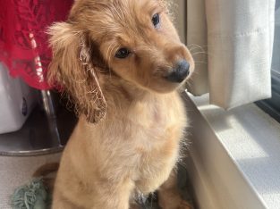 Cavoodle – St Leonards