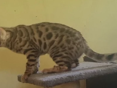 Bengal – Carters Ridge