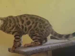 Bengal – Carters Ridge