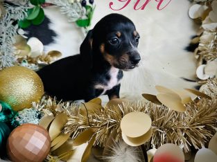 Miniature Dachshund – Mareeba