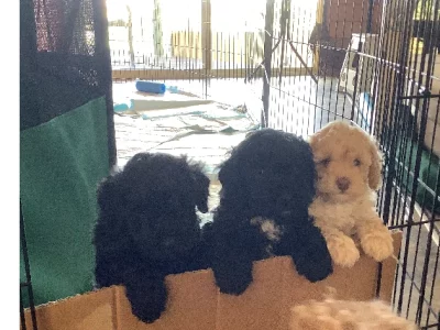 Poodle Mini – White Sands