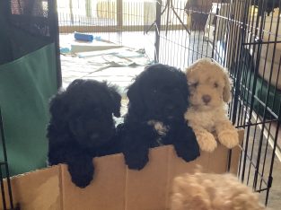 Poodle Mini – White Sands