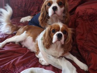 Cavalier King Charles Spaniel – Murray Bridge