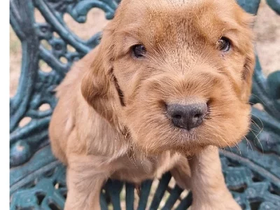 Cocker Spaniel – Bendigo