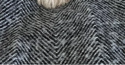 Maltese Shih Tzu – Bordertown