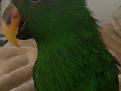 Other Birds – Jones Hill