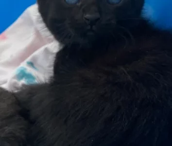 Other Cats – Woodcroft