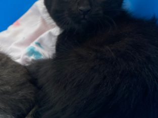 Other Cats – Woodcroft