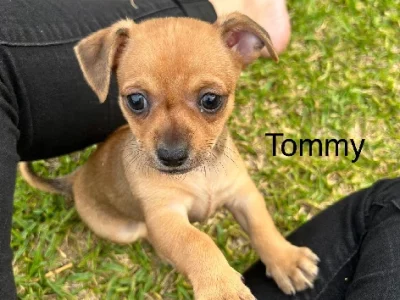 Chihuahua x PomChi – Redcliffe