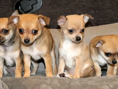 Chihuahua – Midvale