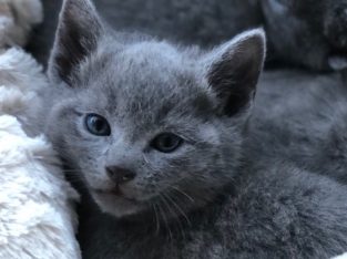 Russian Blue – Mornington