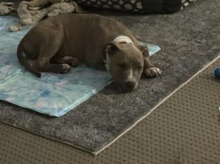 American Staffordshire Bull Terrier – Maitland