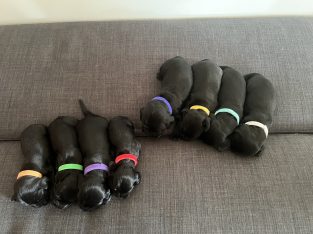 English Cocker Spaniel