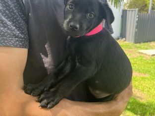 Rottweiler – Inverell