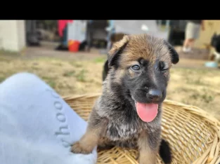 PUREBRED GERMAN SHEPHERD WORKING LINE