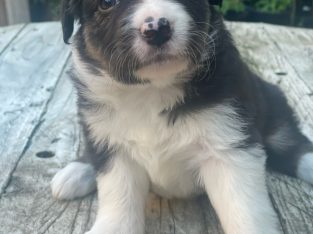 Border Collie – Moonee Ponds