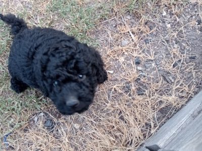Toy Poodle – Deepwater