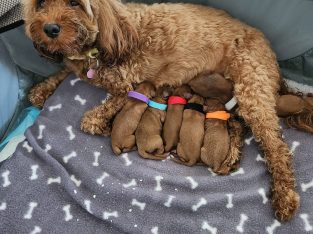 Toy Cavoodle – Prestons