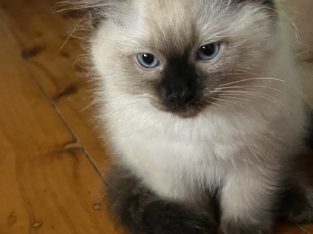 Ragdoll – Rockdale