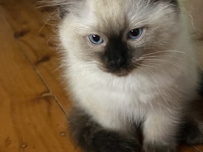 Ragdoll – Rockdale