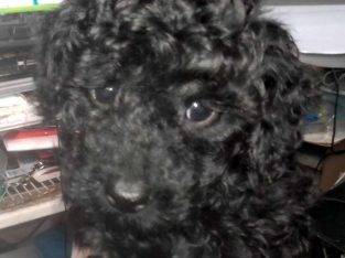Toy Poodle – New Norfolk