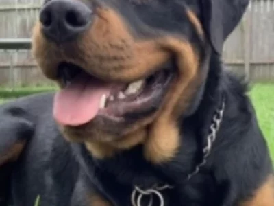 Rottweiler – Nowra