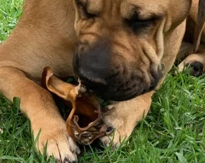 Bullmastiff – Nowra