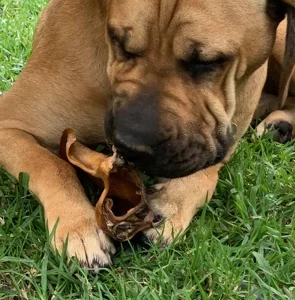 Bullmastiff – Nowra