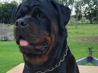 Rottweiler – Minden